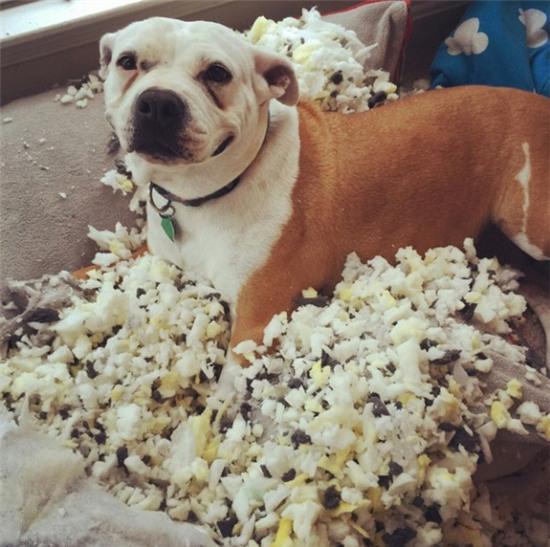 Chết cười với 17 chú chó thấu hiểu sâu sắc nỗi lòng chủ nhân - Ảnh 5.