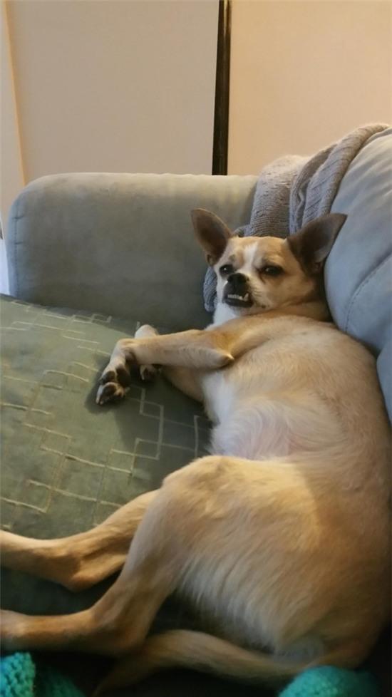 Chết cười với 17 chú chó thấu hiểu sâu sắc nỗi lòng chủ nhân - Ảnh 7.