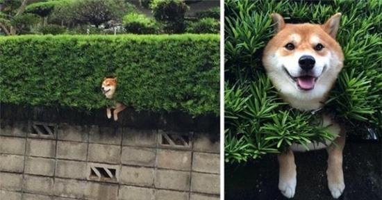 Chết cười với 17 chú chó thấu hiểu sâu sắc nỗi lòng chủ nhân - Ảnh 10.