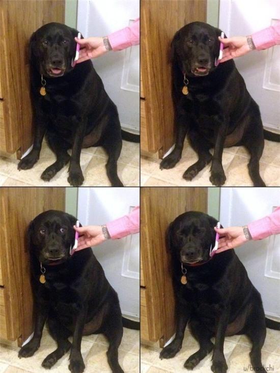 Chết cười với 17 chú chó thấu hiểu sâu sắc nỗi lòng chủ nhân - Ảnh 11.