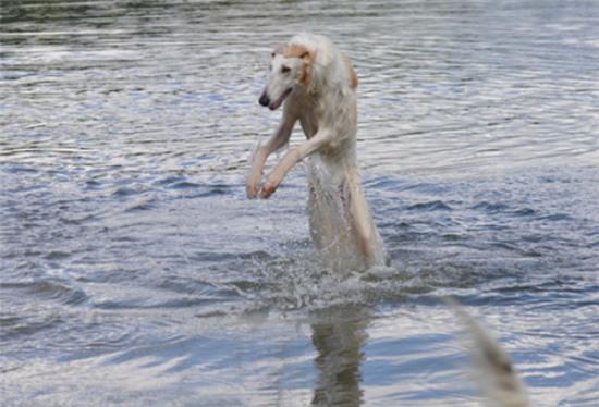 Chết cười với 17 chú chó thấu hiểu sâu sắc nỗi lòng chủ nhân - Ảnh 12.