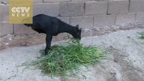 Mỗi khi cảm thấy tuyệt vọng, hãy xem đoạn clip chú dê hai chân tập đi này - Ảnh 3.