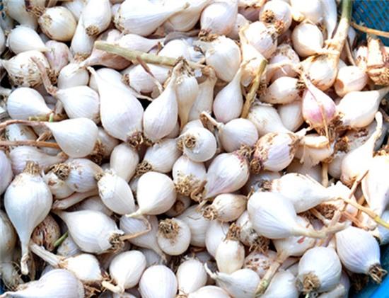 nguyen nhan khien toi ly son len gia nua chi vang mot kg hinh anh 1