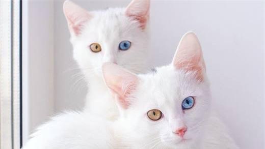 Cặp chị em mèo mắt xanh mắt vàng khiến dân mạng 
