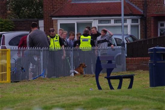 chó dữ tấn công