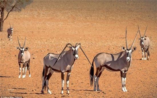 linh duong chau phi co cap sung cong quai di hinh anh 1