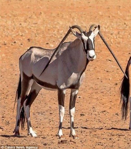 linh duong chau phi co cap sung cong quai di hinh anh 3