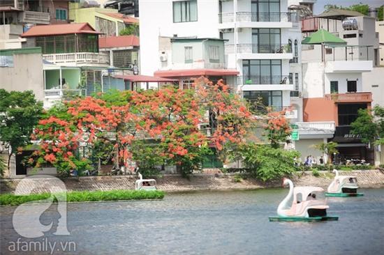 bằng lăng và phượng vĩ Hà Nội