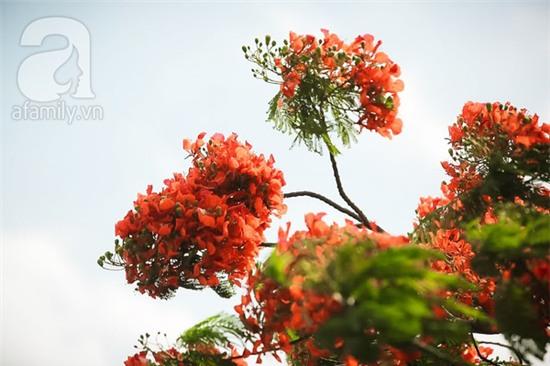 bằng lăng và phượng vĩ Hà Nội