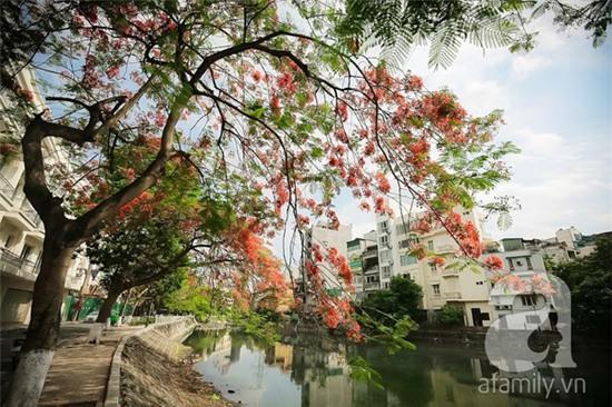 bằng lăng và phượng vĩ Hà Nội