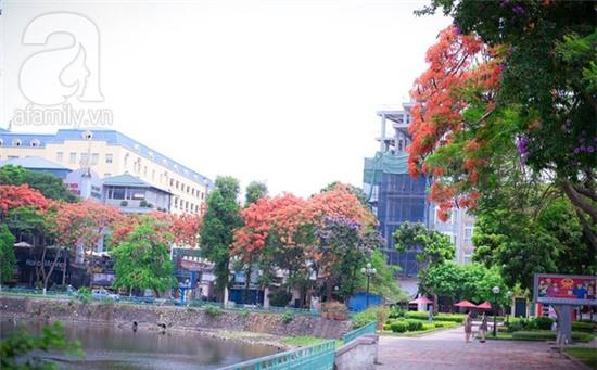 bằng lăng và phượng vĩ Hà Nội