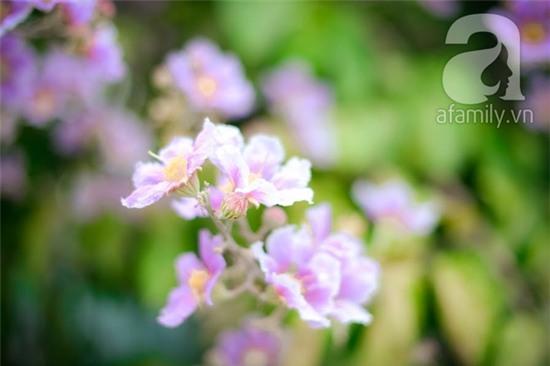 bằng lăng và phượng vĩ Hà Nội