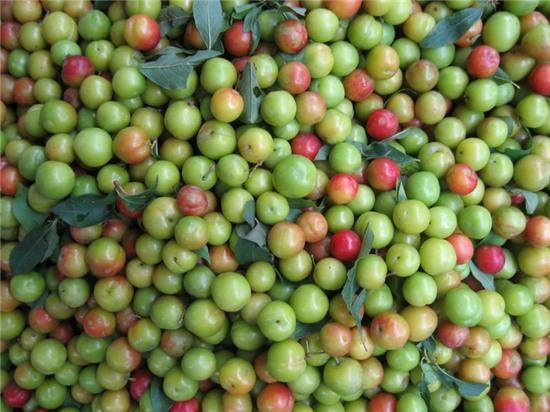 4.000 tấn mận Tàu về Việt Nam: Chị em mời nhau ăn hết - Ảnh 4.