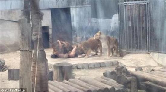Người đàn ông lột hết quần áo sau đó nhảy vào giữa chuồng sư tử để tự sát - Ảnh 3.
