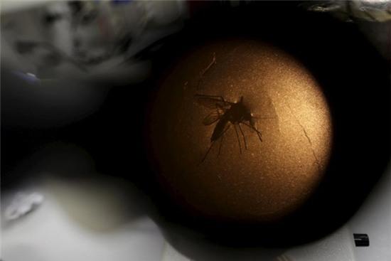 Chùm ảnh: khi virus Zika gieo rắc nỗi kinh hoàng trên toàn thế giới - Ảnh 17.