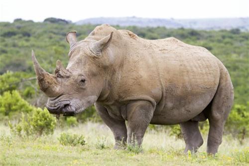 top 10 dong vat tren can nang nhat the gioi hinh anh 4