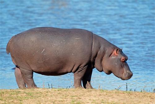 top 10 dong vat tren can nang nhat the gioi hinh anh 6