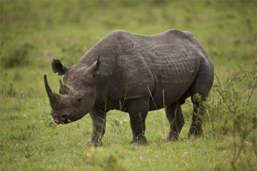 top 10 dong vat tren can nang nhat the gioi hinh anh 8