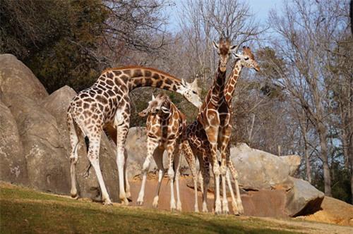 top 10 dong vat tren can nang nhat the gioi hinh anh 9