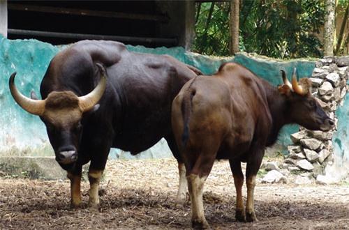 top 10 dong vat tren can nang nhat the gioi hinh anh 10