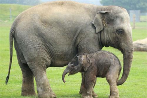 top 10 dong vat tren can nang nhat the gioi hinh anh 2