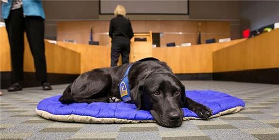 Những chú chó khiến cả thế giới phải nể phục - Ảnh 2.