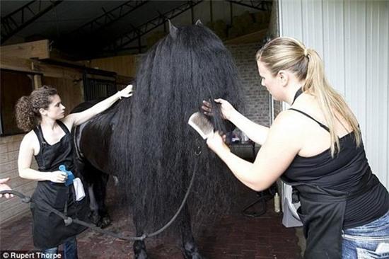 chu-ngua-dep-trai-nhat-the-gioi