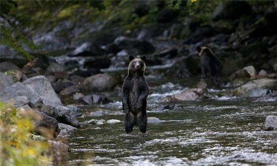 Nhật Bản: Phạt con bằng cách để lại con một mình trong rừng đầy gấu, và giờ, cậu bé đang mất tích - Ảnh 2.