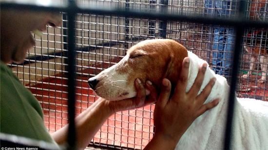 Nỗi buồn của 156 chú chó thí nghiệm lần đầu tiên được nhìn thấy ánh sáng mặt trời - Ảnh 1.