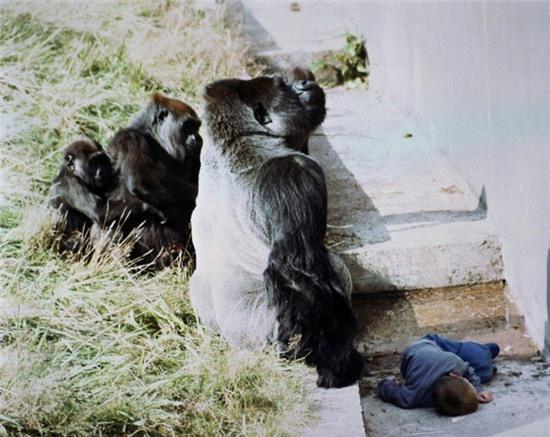 Những lần khỉ đột khiến hàng triệu người rơi nước mắt khi đứng ra bảo vệ những đứa trẻ yếu ớt - Ảnh 2.