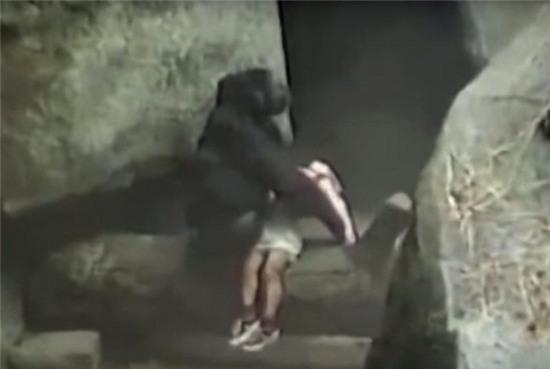 Những lần khỉ đột khiến hàng triệu người rơi nước mắt khi đứng ra bảo vệ những đứa trẻ yếu ớt - Ảnh 3.