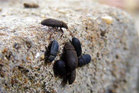 Hàng nghìn con bọ đậu đen tấn công nhà dân - Ảnh 2.