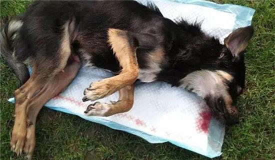 Phẫn nộ với lí do nhân viên bảo vệ giết chết chú chó hoang tội nghiệp