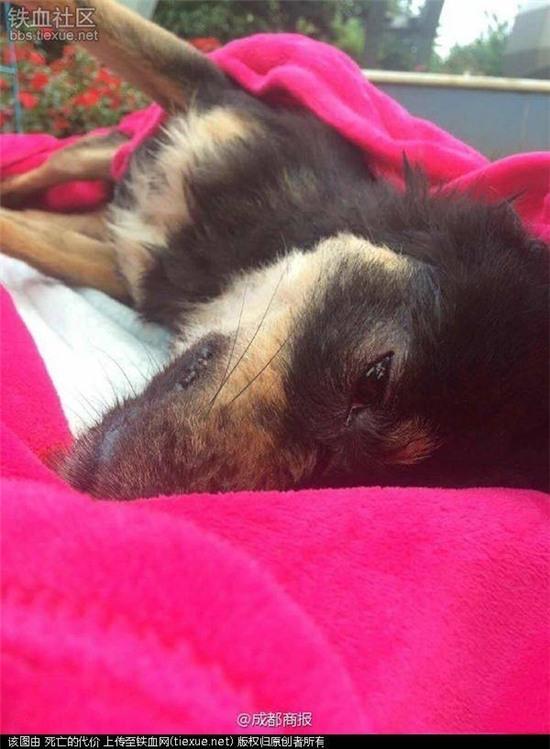 Phẫn nộ với lí do nhân viên bảo vệ giết chết chú chó hoang tội nghiệp