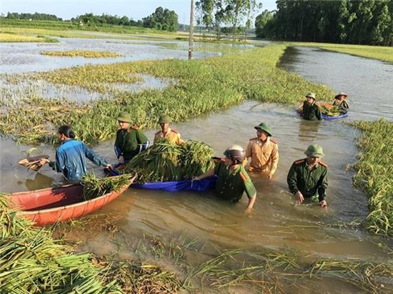 Công an Sông Lô mặc quân phục gặt lúa giúp dân gây tranh cãi