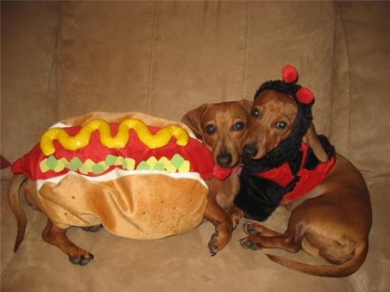 nhung chu cun sanh dieu voi hang hieu hinh anh 14