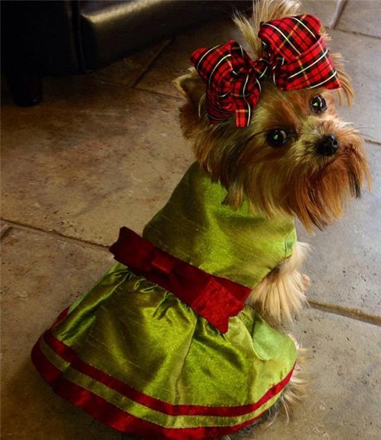 nhung chu cun sanh dieu voi hang hieu hinh anh 4