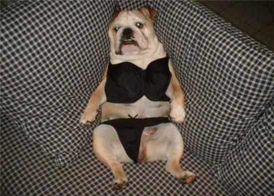 nhung chu cun sanh dieu voi hang hieu hinh anh 7