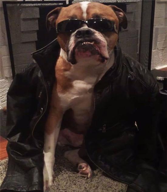 nhung chu cun sanh dieu voi hang hieu hinh anh 9