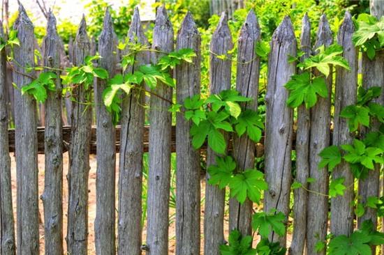 Hàng rào gỗ đẹp mắt: Hình ảnh về hàng rào gỗ đẹp mắt sẽ khiến bạn ngất ngây với vẻ đẹp tự nhiên và độ bền của sản phẩm. Chúng bảo vệ sự riêng tư và tạo ra không gian sống xanh mát và thư giãn.