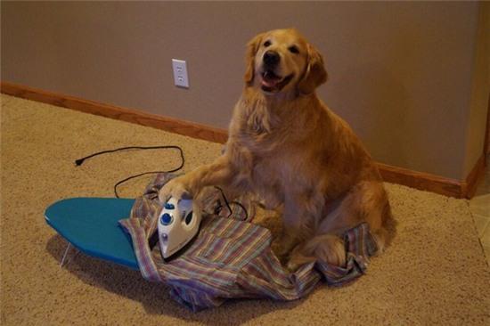 "chop" duoc nhung hinh anh hai huoc trong cuoc song hinh anh 7