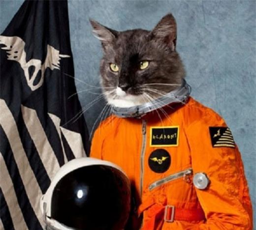 Thí nghiệm mèo điệp viên&nbsp;nhận hậu quả thảm hại khi con mèo lao vào taxi và chết. (Ảnh: Internet)