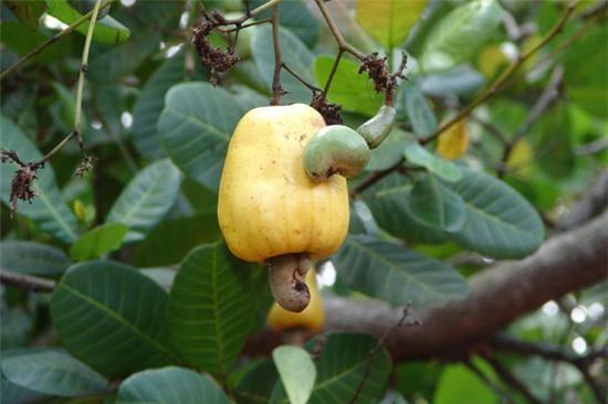 hanh-trinh-m-thuc-doc-cac-tinh-phia-nam