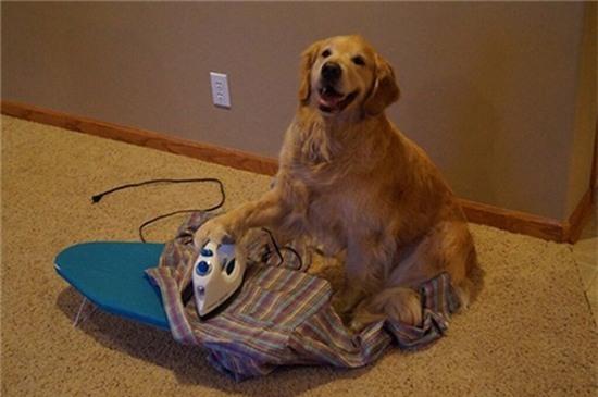 10. Thời đại nào mà chó có thể là cả quần áo cho người thế này nhỉ?