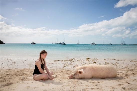 Hòn đảo lợn siêu đáng yêu khiến du khách phát cuồng