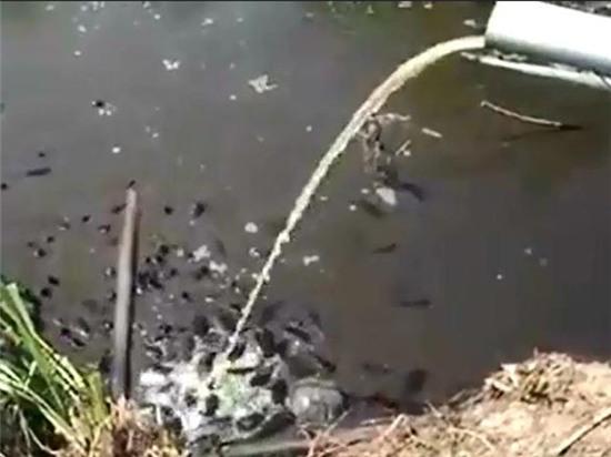 clip: kinh hoang nuoi ca bang... phan lon truc tiep tu ham biogas hinh anh 1