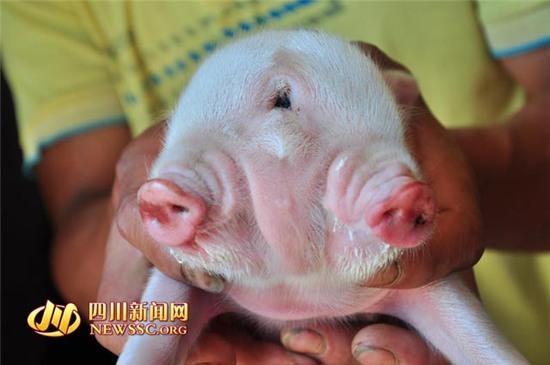 lon hai dau ba mat chao doi o tq hinh anh 1