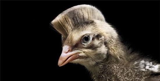 18 bộ cánh giải nhiệt ngày hè của các fashionista giới động vật - Ảnh 10.