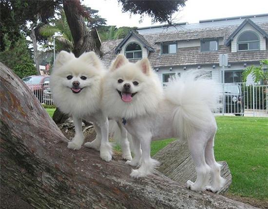 18 bộ cánh giải nhiệt ngày hè của các fashionista giới động vật - Ảnh 15.