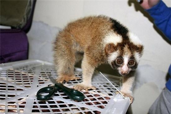 Hồn bay phách lạc với hành lý khủng trong vali của người phụ nữ - Ảnh 7.